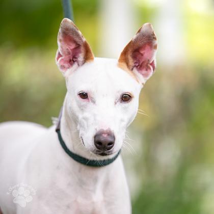 Enlarge Ipo, a Adoptable mixed breed in Honolulu, HI image 3/3
