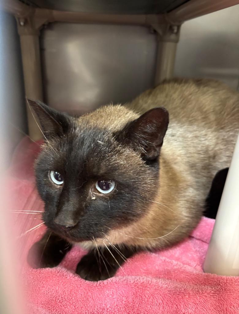 Little Squeak, Adoptable, Adult Male Domestic Short Hair.