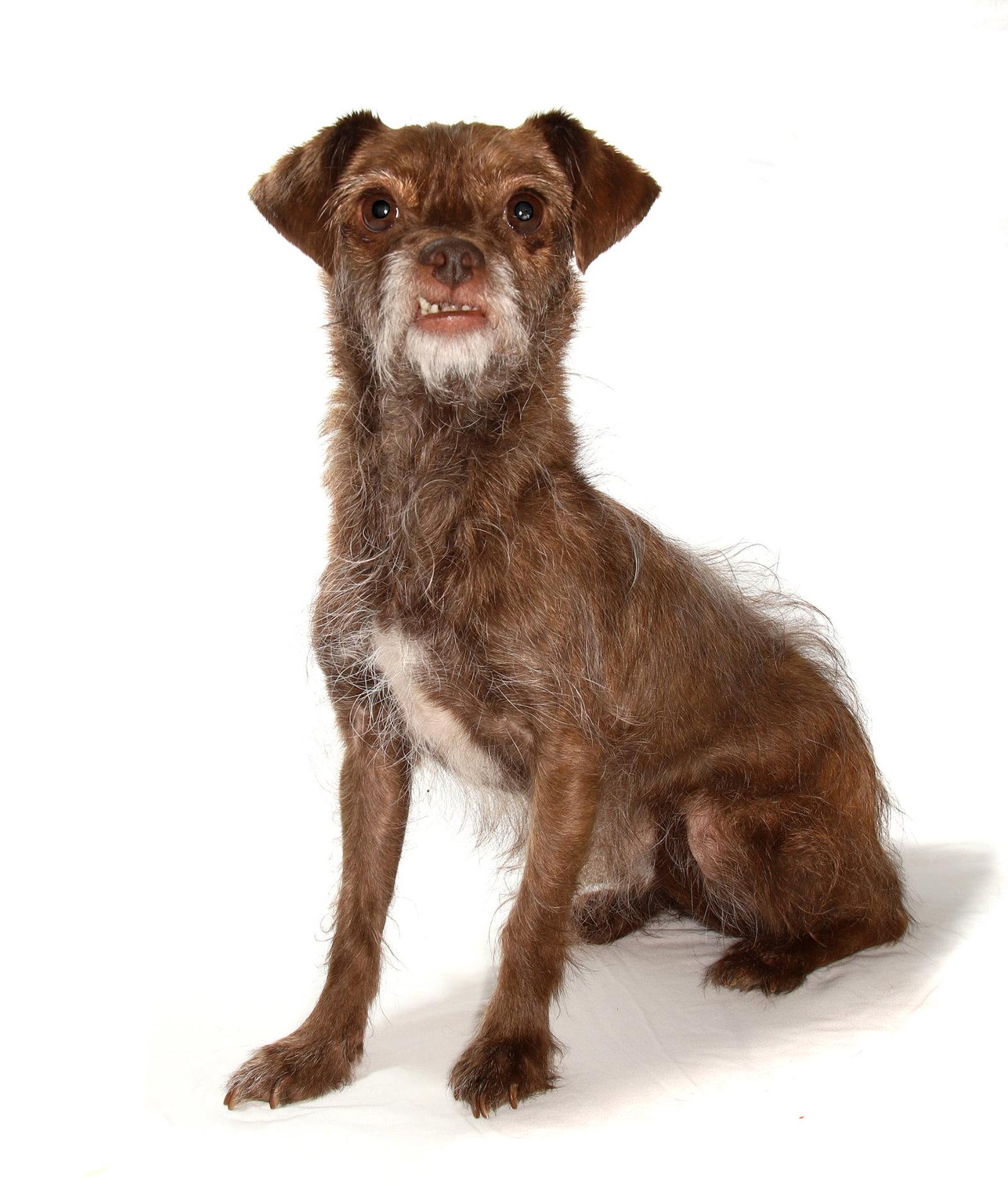 Chibi, Adoptable, Adult Female Yorkshire Terrier & Poodle.