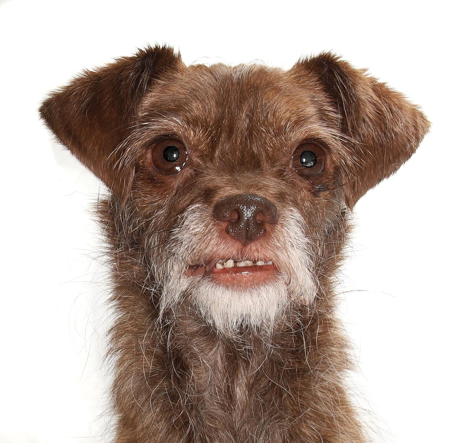 Enlarge Chibi, a Adoptable mixed breed in Oakland Park, FL image 2/3