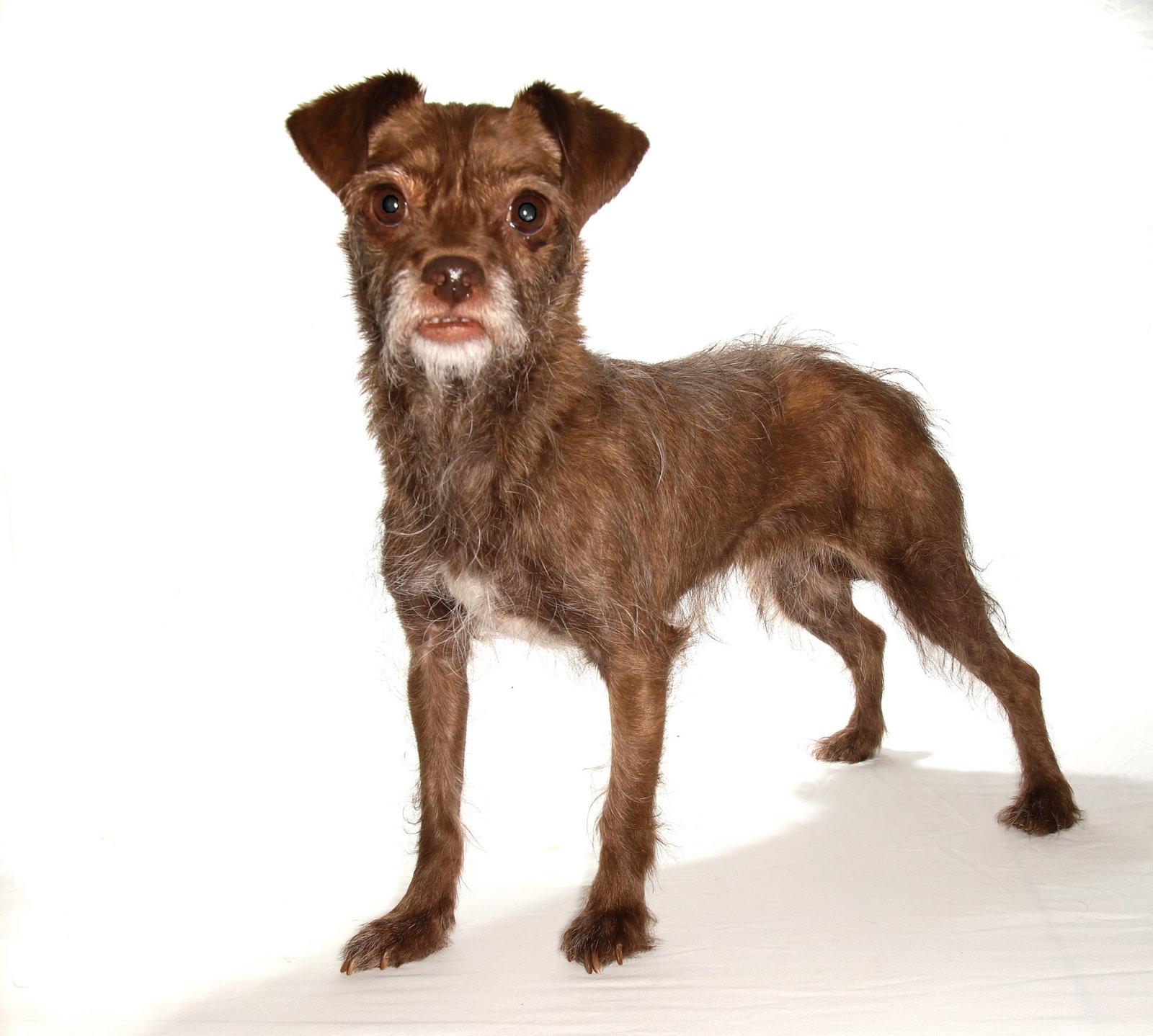 Enlarge Chibi, a Adoptable mixed breed in Oakland Park, FL image 3/3