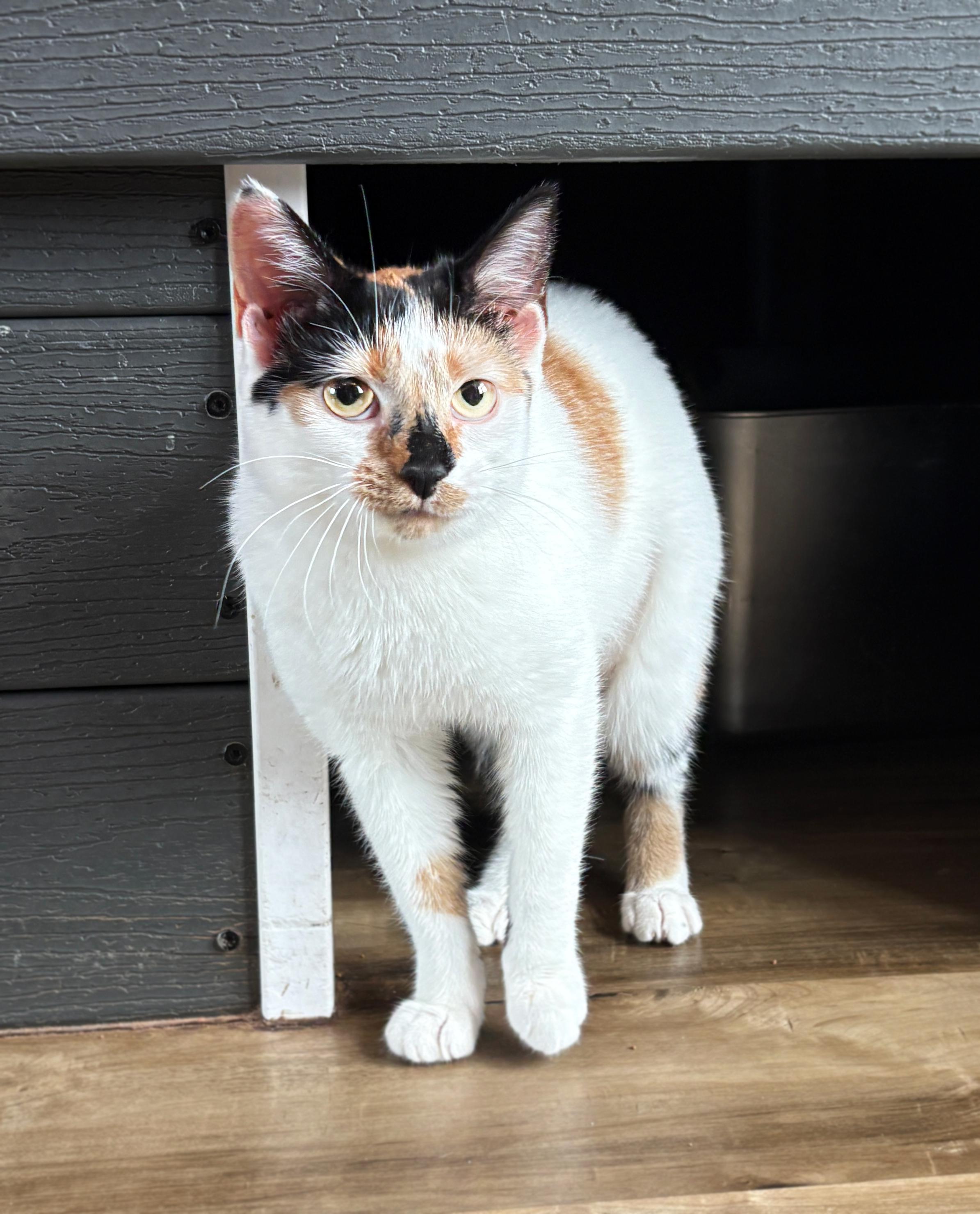 Ramona, ADOPTABLE, Kitten Female Domestic Short Hair.