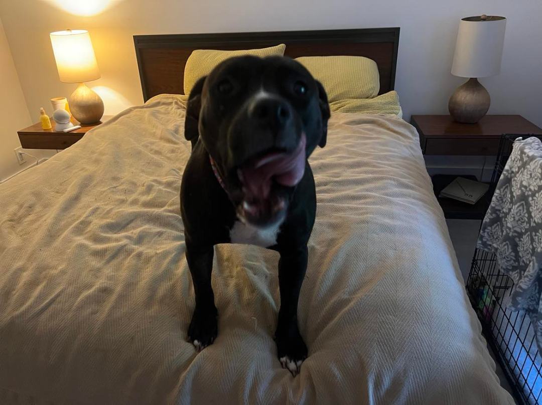 Blossom, Adopted, Adult Female American Staffordshire Terrier.