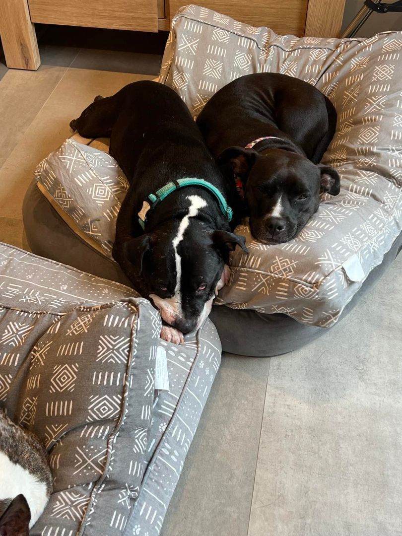 Blossom, a Adopted mixed breed in Port Saint Lucie, FL image 2/10