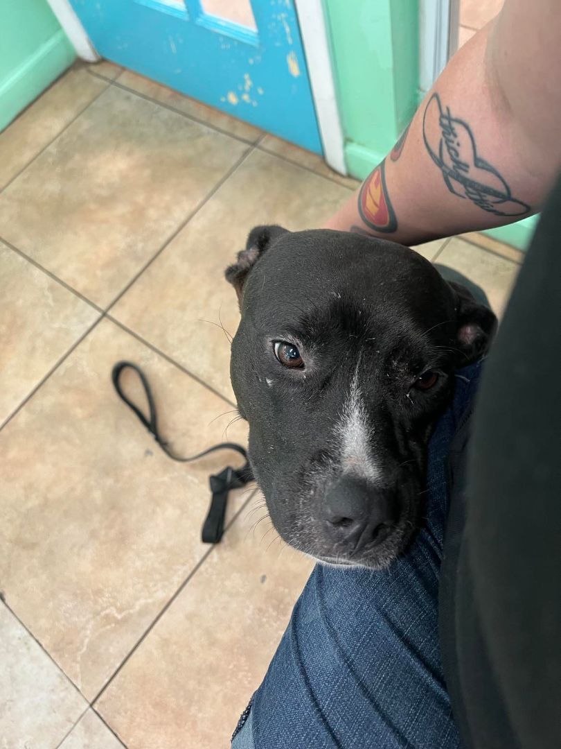 Blossom, a Adopted mixed breed in Port Saint Lucie, FL image 3/10