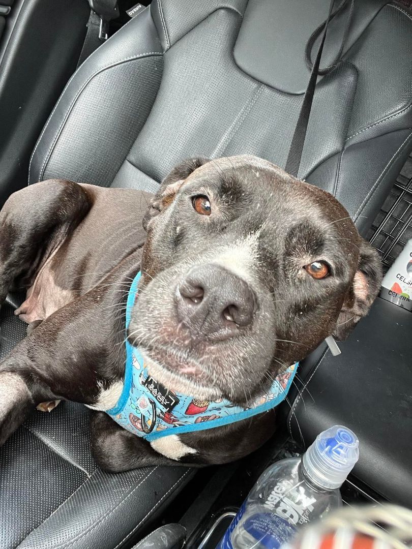 Blossom, a Adopted mixed breed in Port Saint Lucie, FL image 4/10