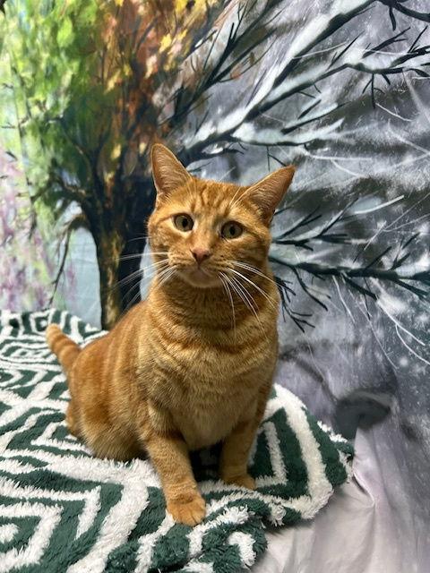 251759 Ringo — thumbnail 2