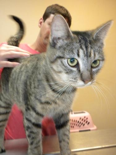 Delta, Adoptable, Adult Female Tiger & Tabby.