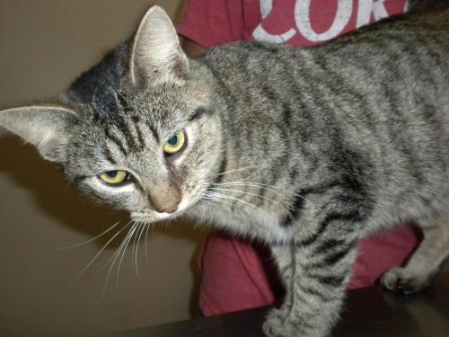 Delta, a Adoptable mixed breed in Baton Rouge, LA image 2/4