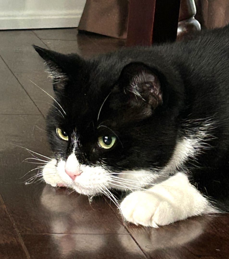 Bandit, a Adoptable Tuxedo in Stoney Creek, ON image 2/4