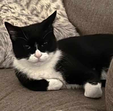 Bandit, a Adoptable Tuxedo in Stoney Creek, ON image 3/4