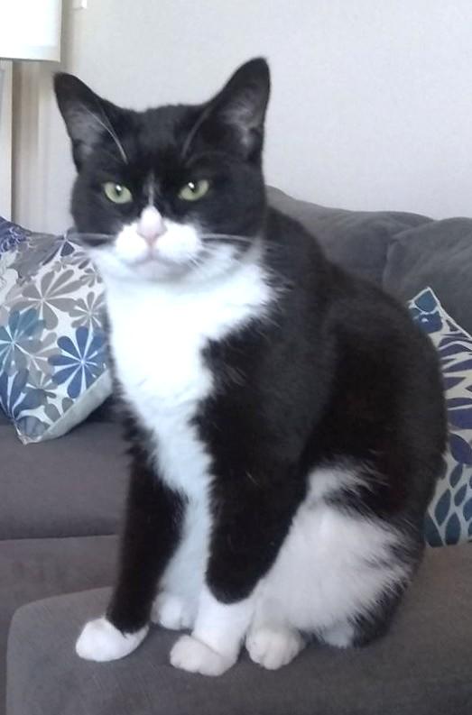 Bandit, Adoptable, Adult Female Tuxedo.