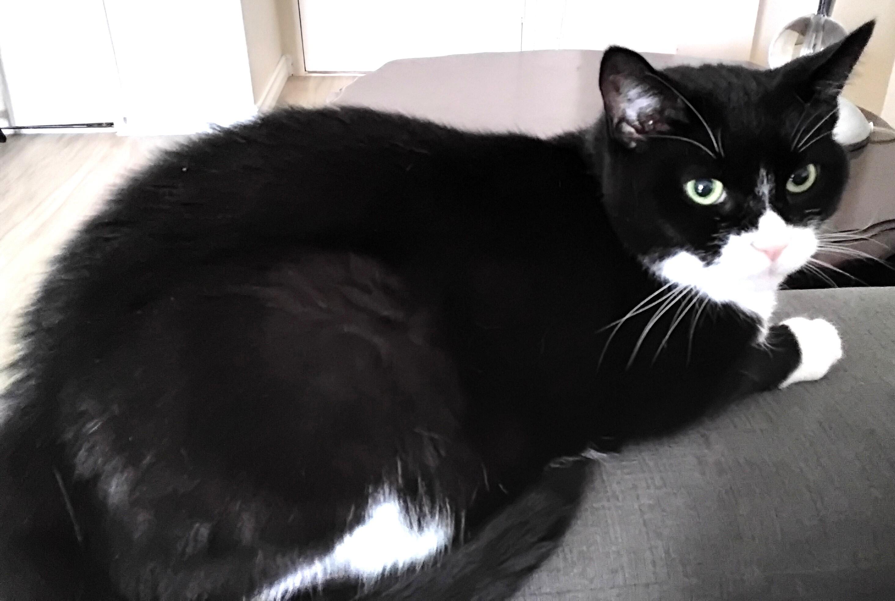 Bandit, a Adoptable Tuxedo in Stoney Creek, ON image 4/4