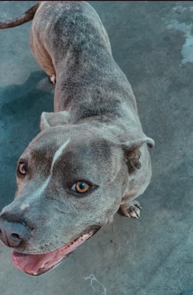 Enlarge SWEET POTATO, a Adoptable Pit Bull Terrier in Burbank, CA image 1/1