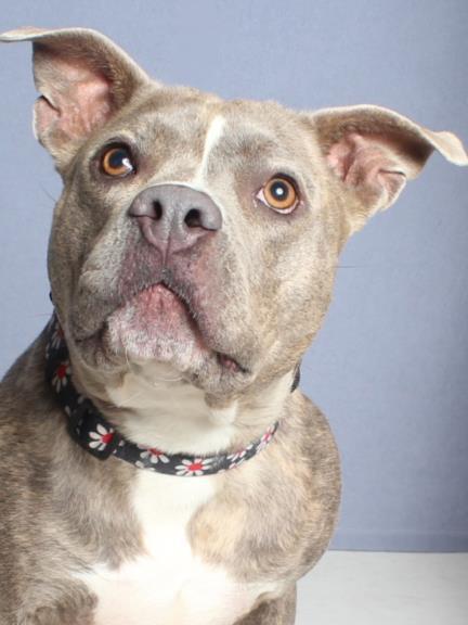 SWEET POTATO, Adoptable, Adult Female Pit Bull Terrier.