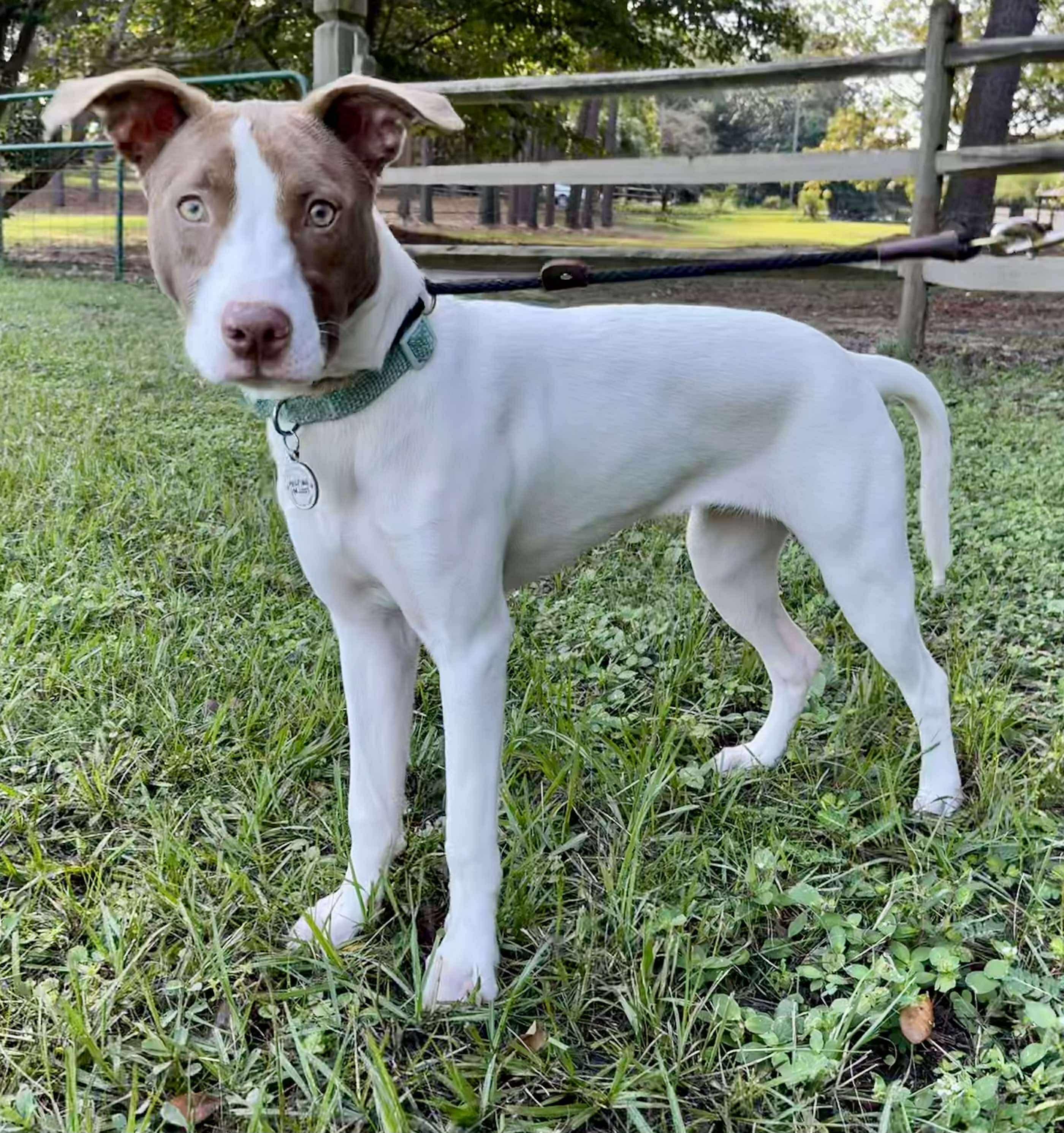 Enlarge Opal, a Adoptable mixed breed in Farmington, CT image 3/5
