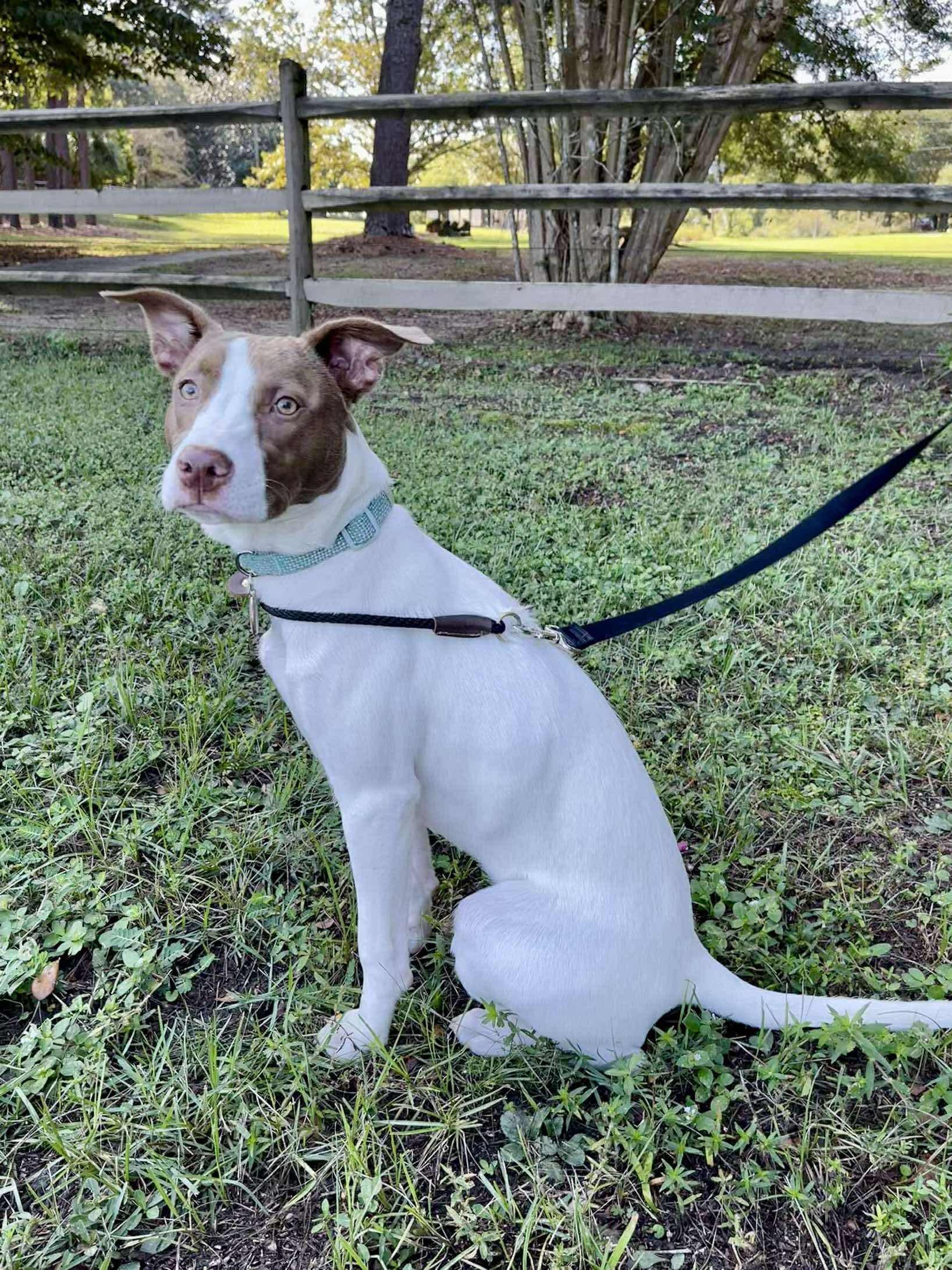 Enlarge Opal, a Adoptable mixed breed in Farmington, CT image 4/5