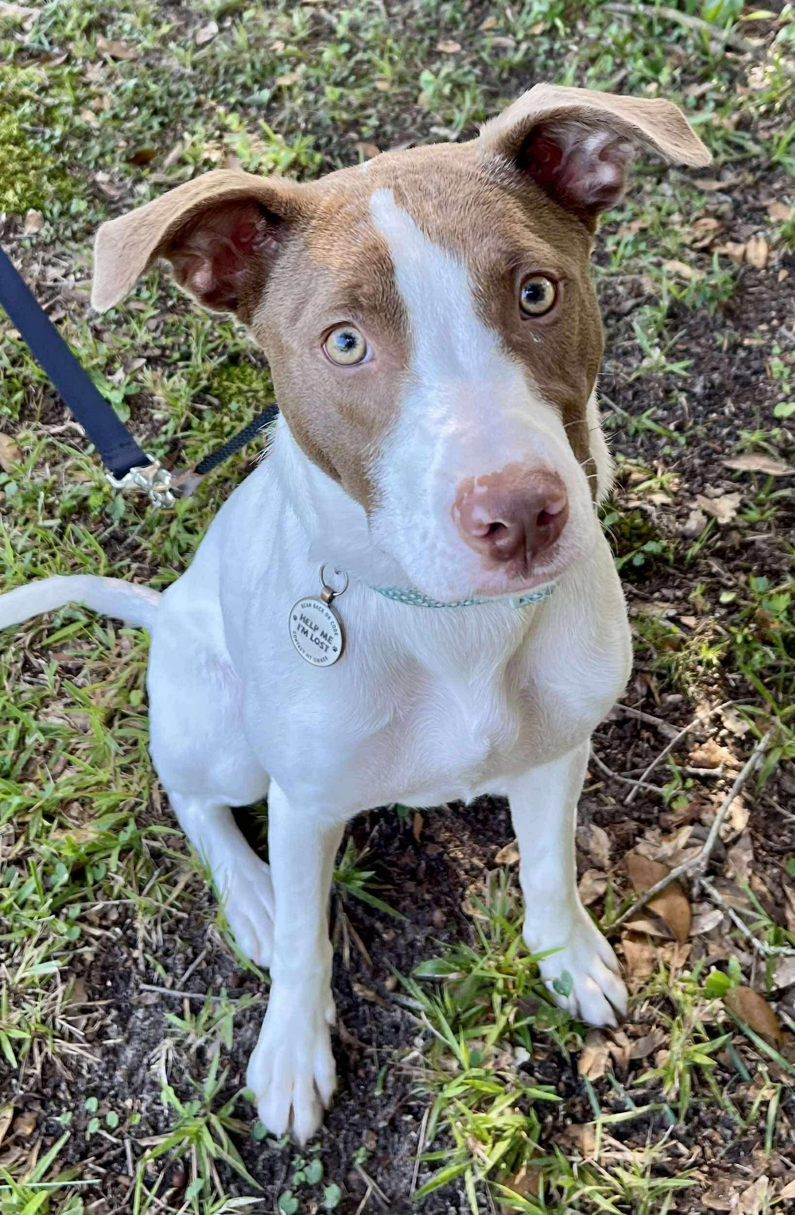 Enlarge Opal, a Adoptable mixed breed in Farmington, CT image 2/5