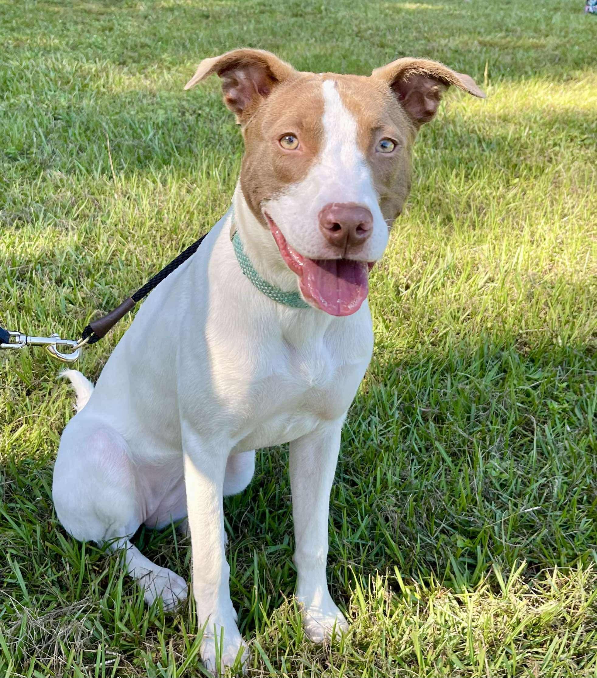 Enlarge Opal, a Adoptable mixed breed in Farmington, CT image 1/5