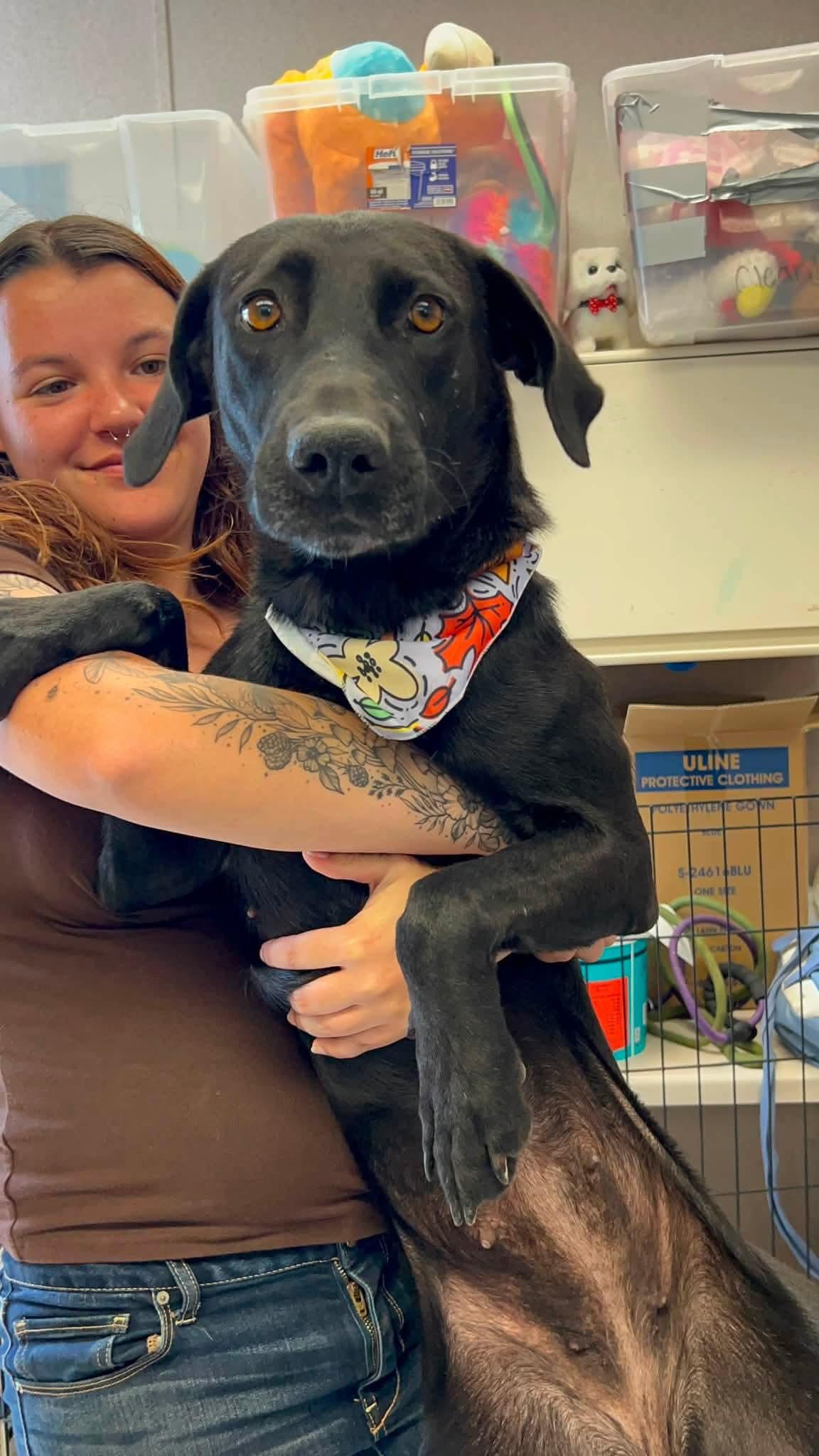 Enlarge Disco, a Adoptable Black Labrador Retriever in Ione, CA image 5/5
