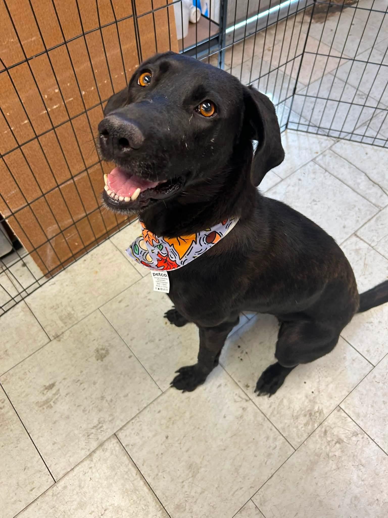 Enlarge Disco, a Adoptable Black Labrador Retriever in Ione, CA image 2/5