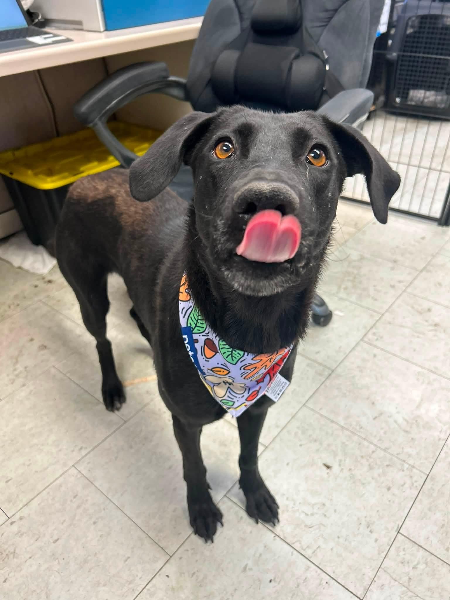 Enlarge Disco, a Adoptable Black Labrador Retriever in Ione, CA image 4/5