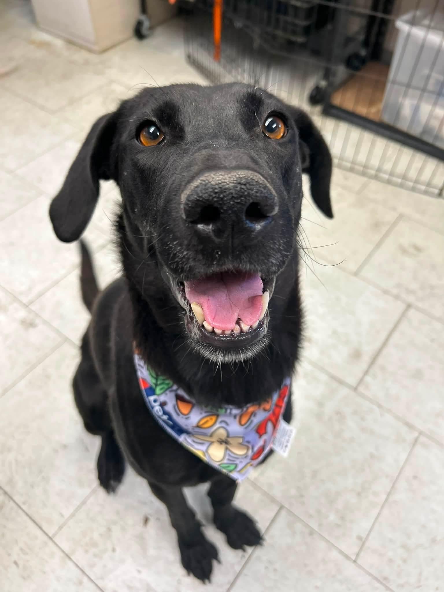 Enlarge Disco, a Adoptable Black Labrador Retriever in Ione, CA image 3/5