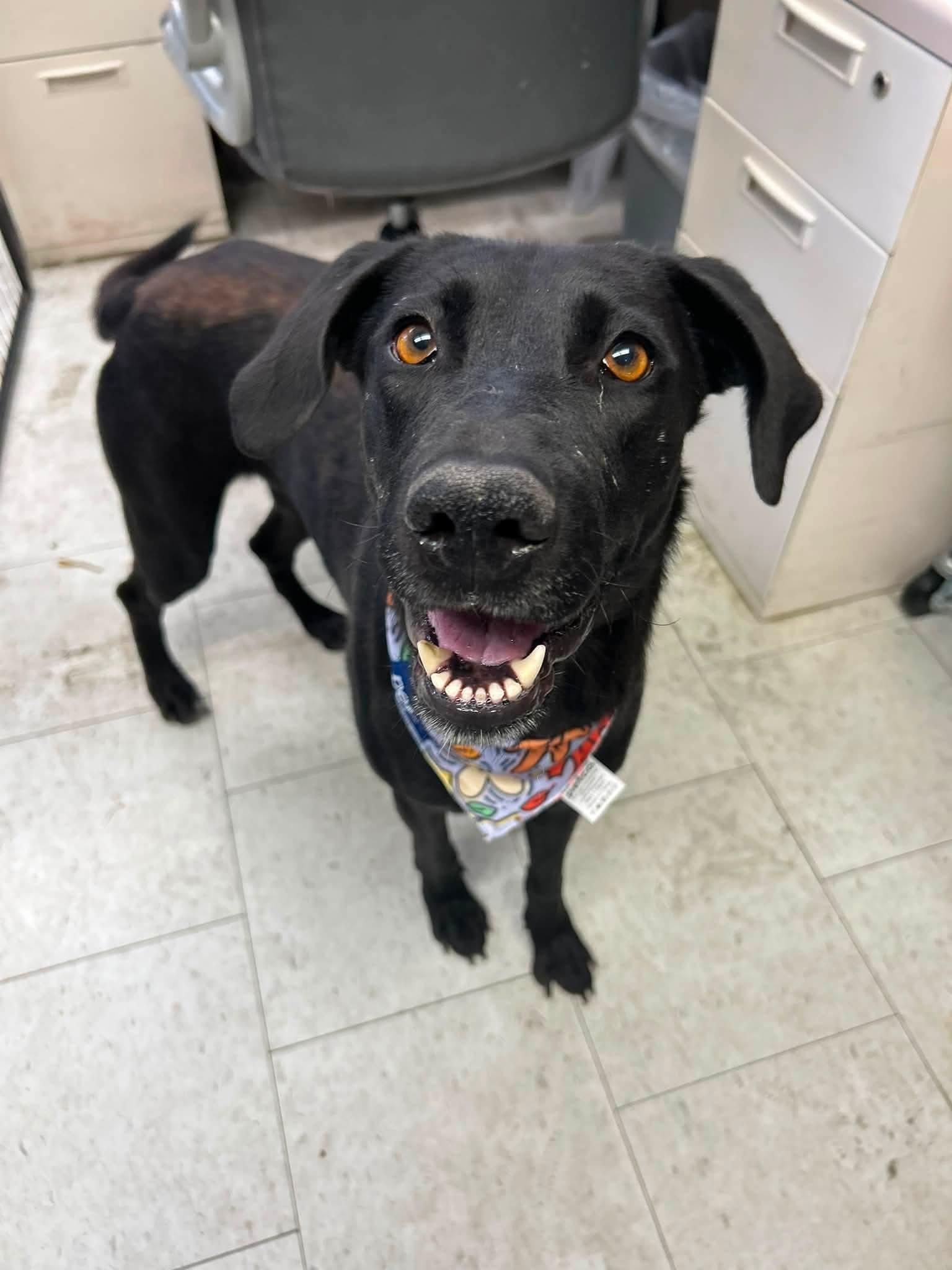 Disco, Adoptable, Young Female Black Labrador Retriever.