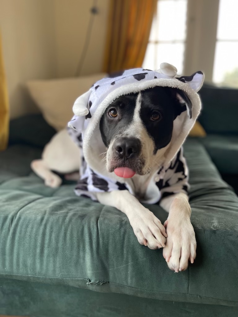 Meet BLOSSOM Are you looking to give a dog a chance that hasnt been given a pr
