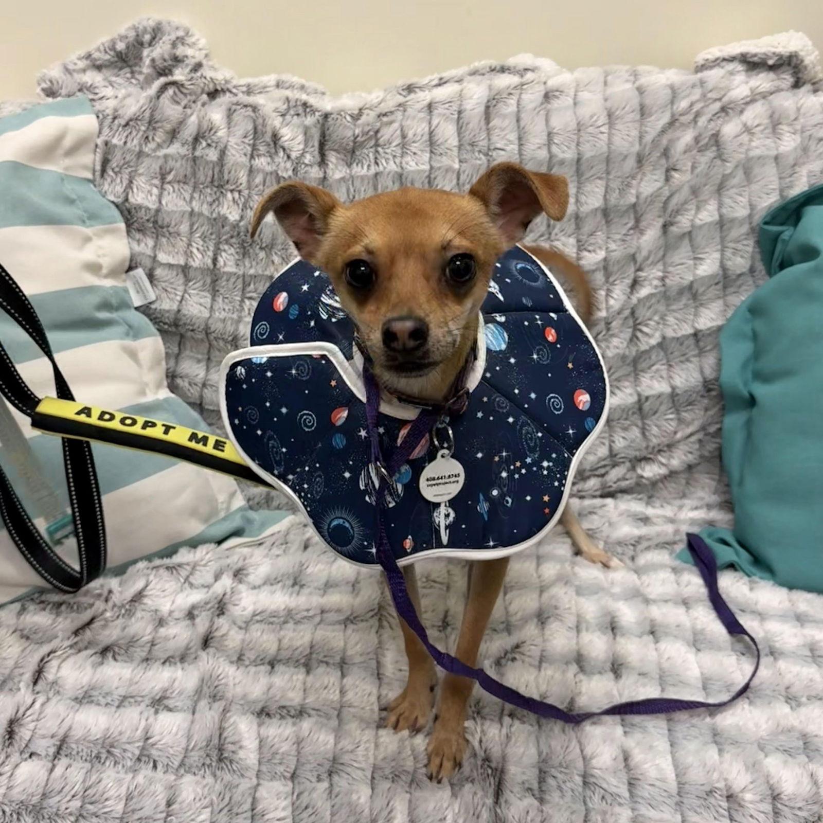 Enlarge Hugo, a Adopted Chihuahua in San Jose, CA image 1/2