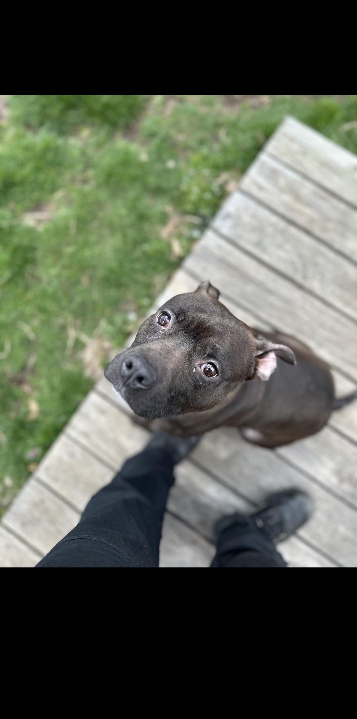 River, ADOPTABLE, Adult Female American Staffordshire Terrier.