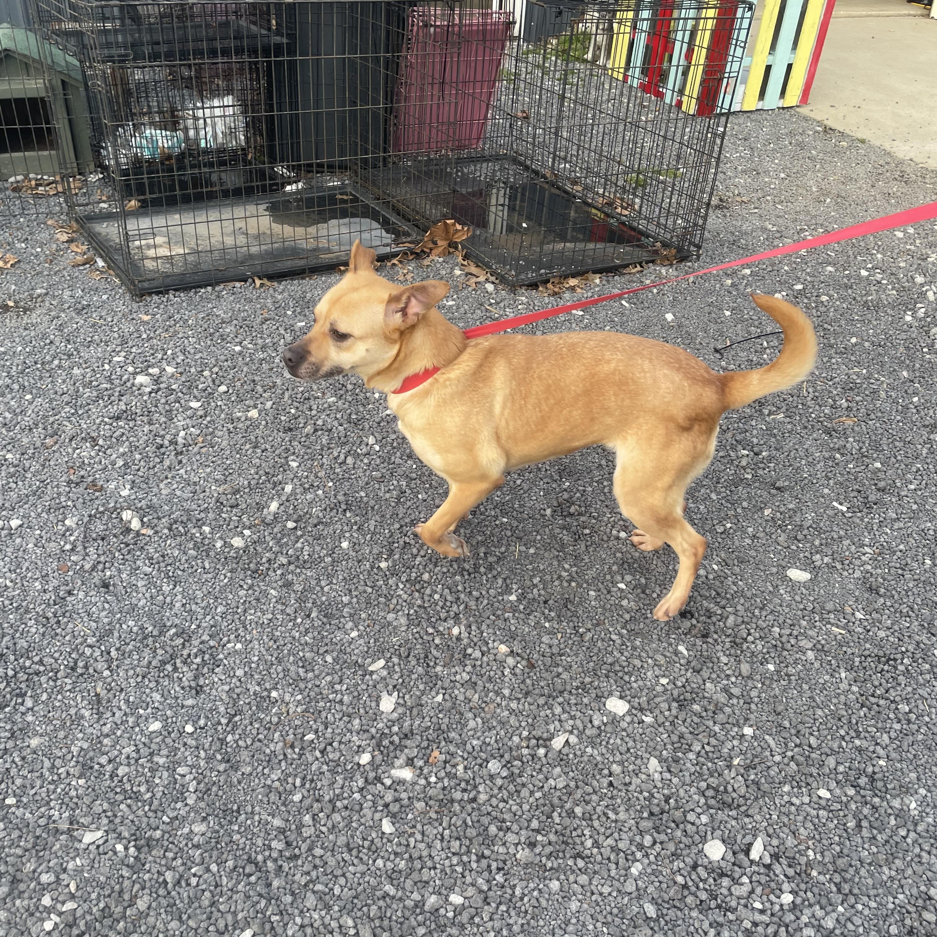 Enlarge Marge, a Adopted mixed breed in Alamo, TN image 4/6