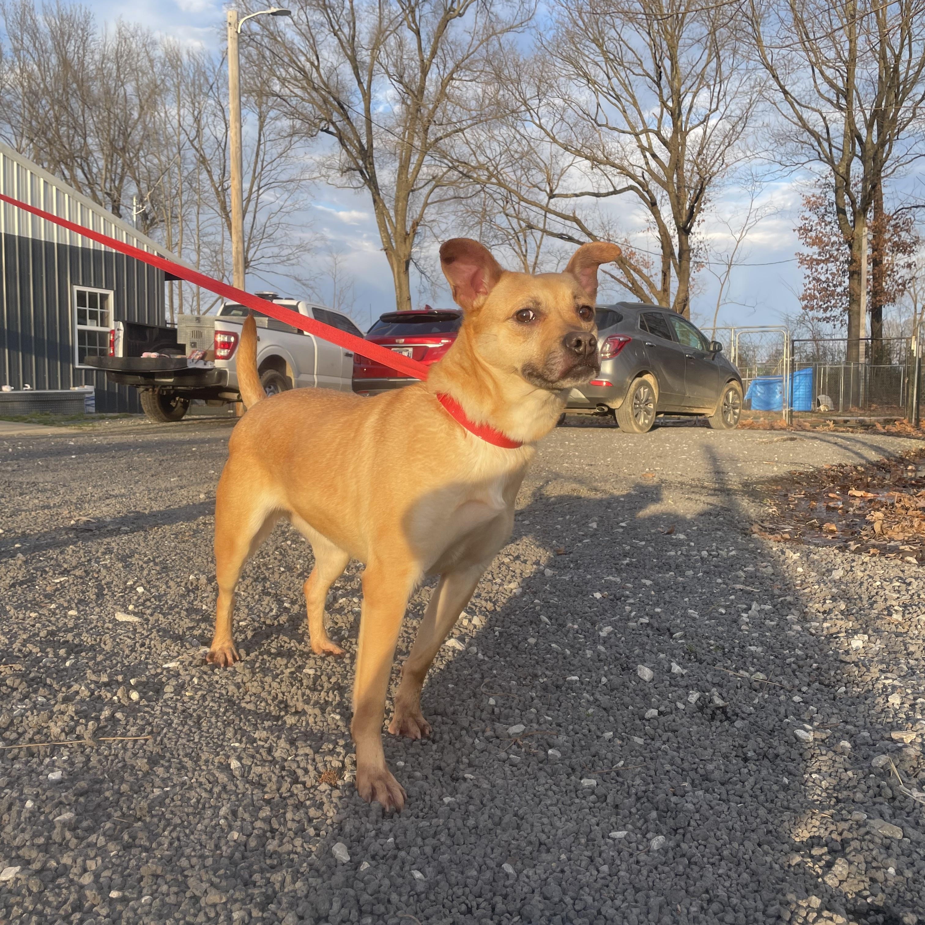 Enlarge Marge, a Adopted mixed breed in Alamo, TN image 2/6