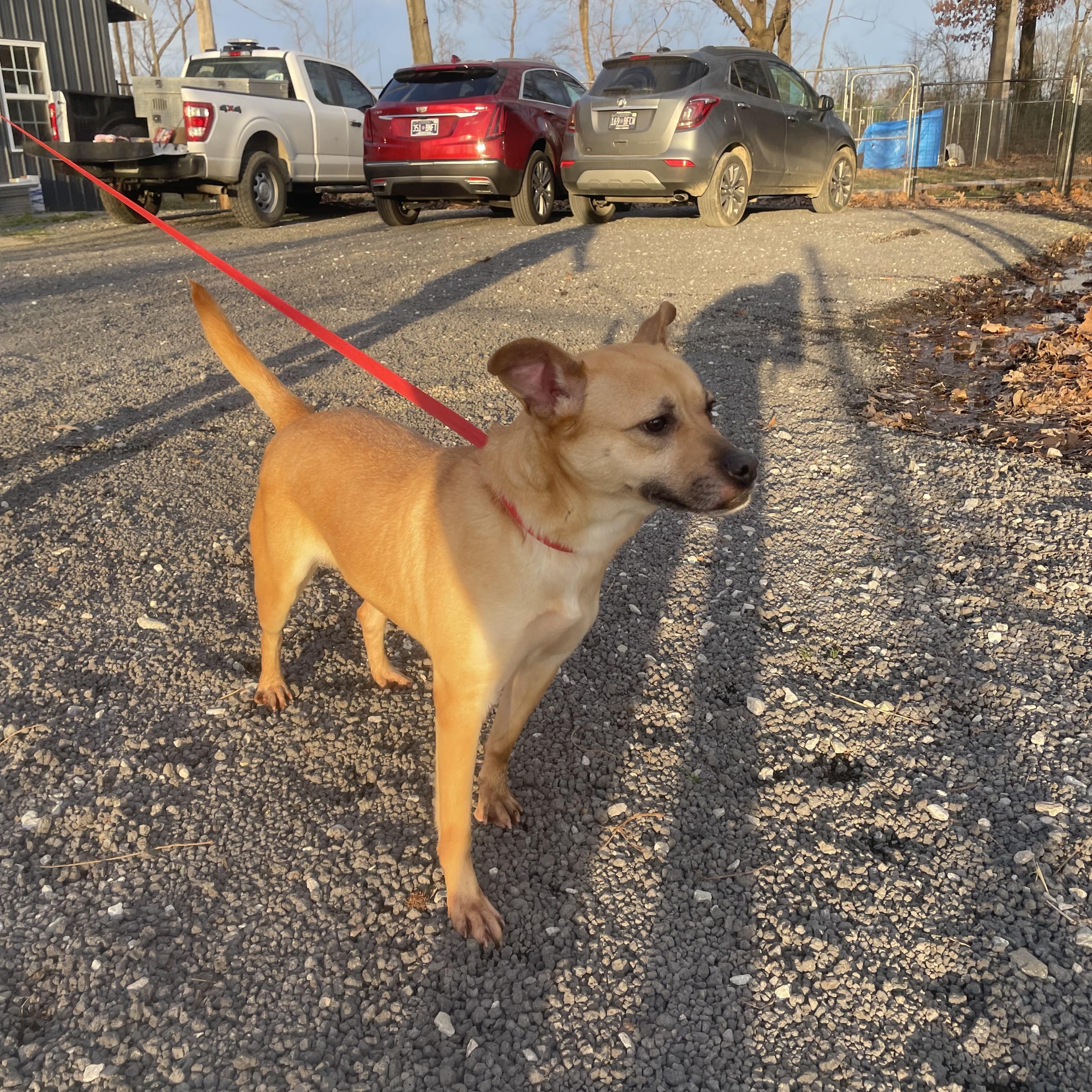 Enlarge Marge, a Adopted mixed breed in Alamo, TN image 1/6