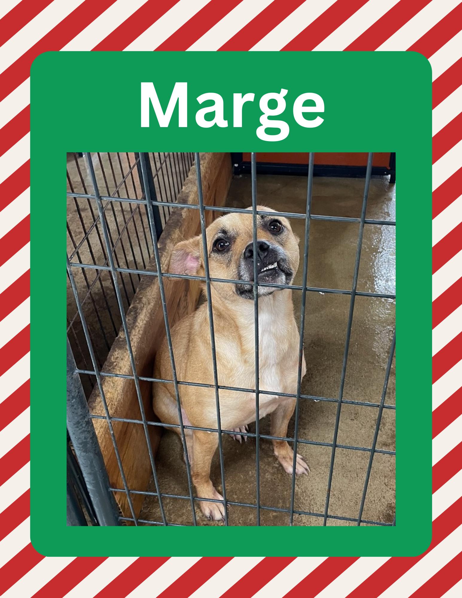 Enlarge Marge, a Adopted mixed breed in Alamo, TN image 5/6