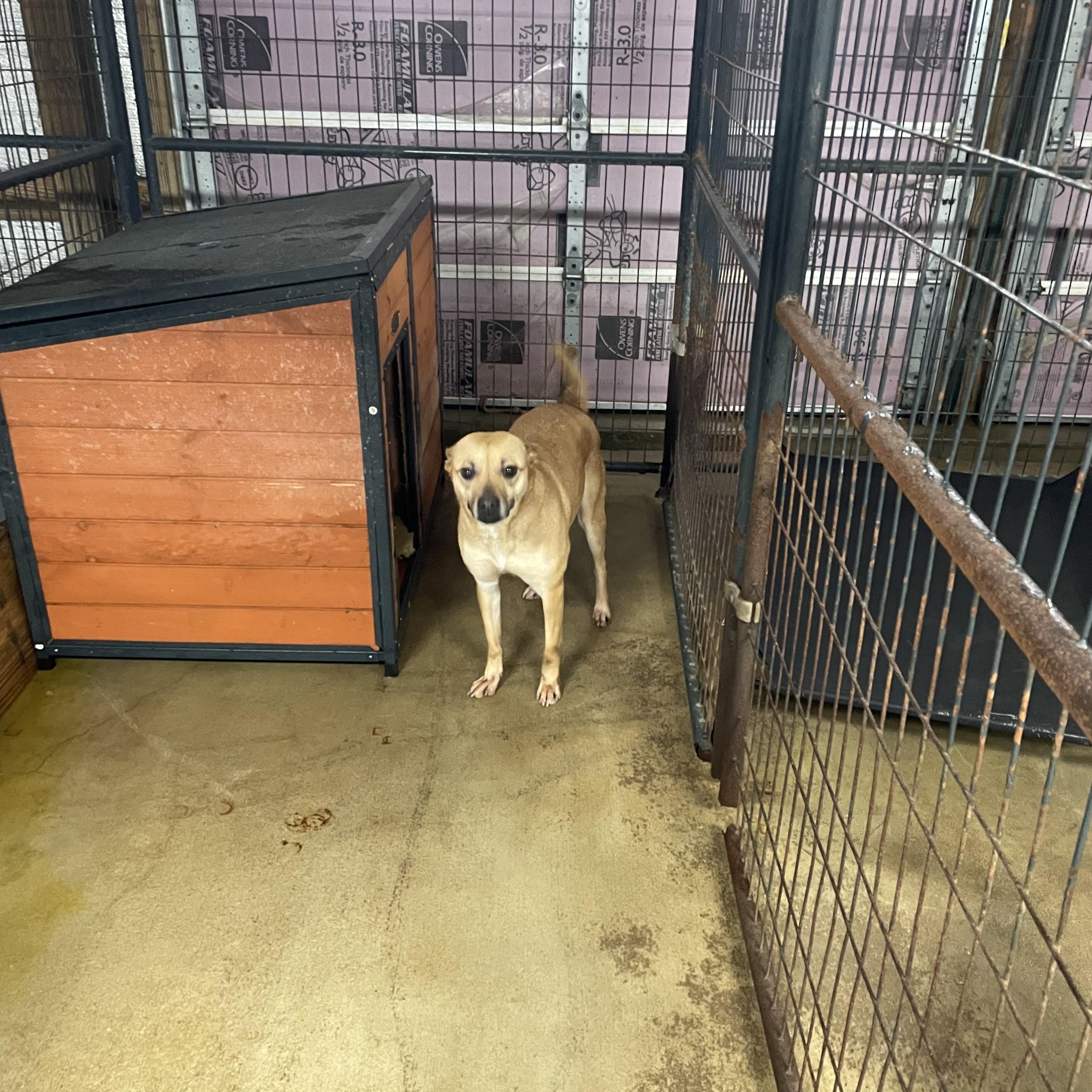 Enlarge Marge, a Adopted mixed breed in Alamo, TN image 3/6