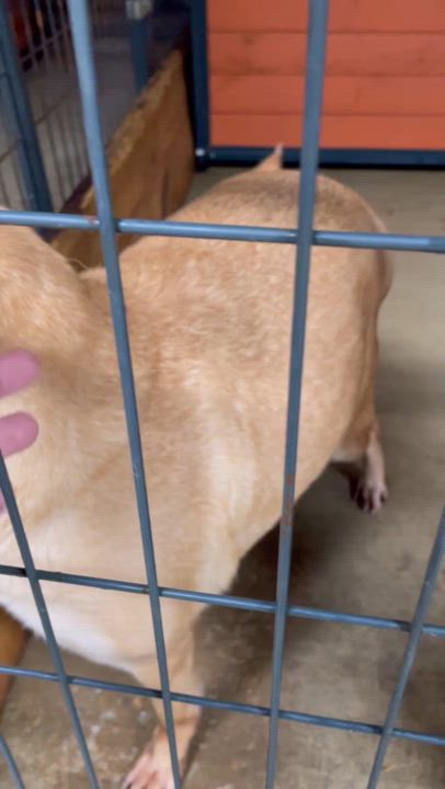 Enlarge Marge, a Adopted mixed breed in Alamo, TN video 6/6