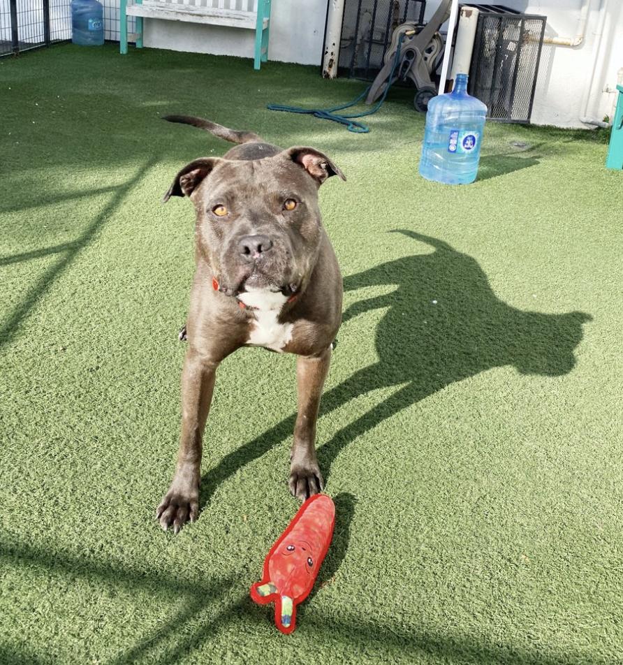 Enlarge Jabba, a Adoptable Pit Bull Terrier in Los Angeles, CA image 1/1