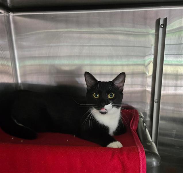 ABIGAIL, Adoptable, Young Female Domestic Short Hair.