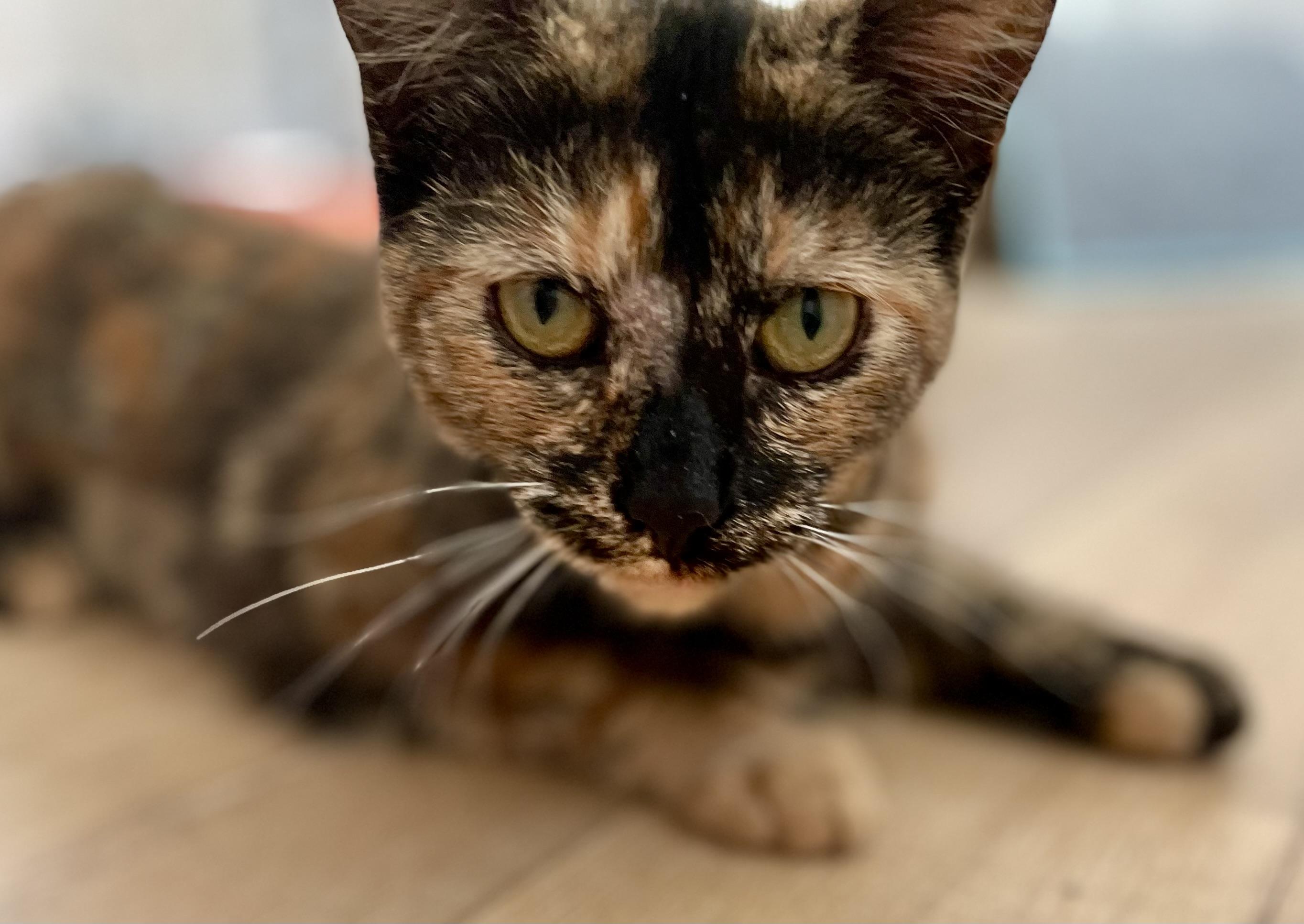 Enlarge Penny, an adopted Tortoiseshell in Mission Viejo, CA image 3/6
