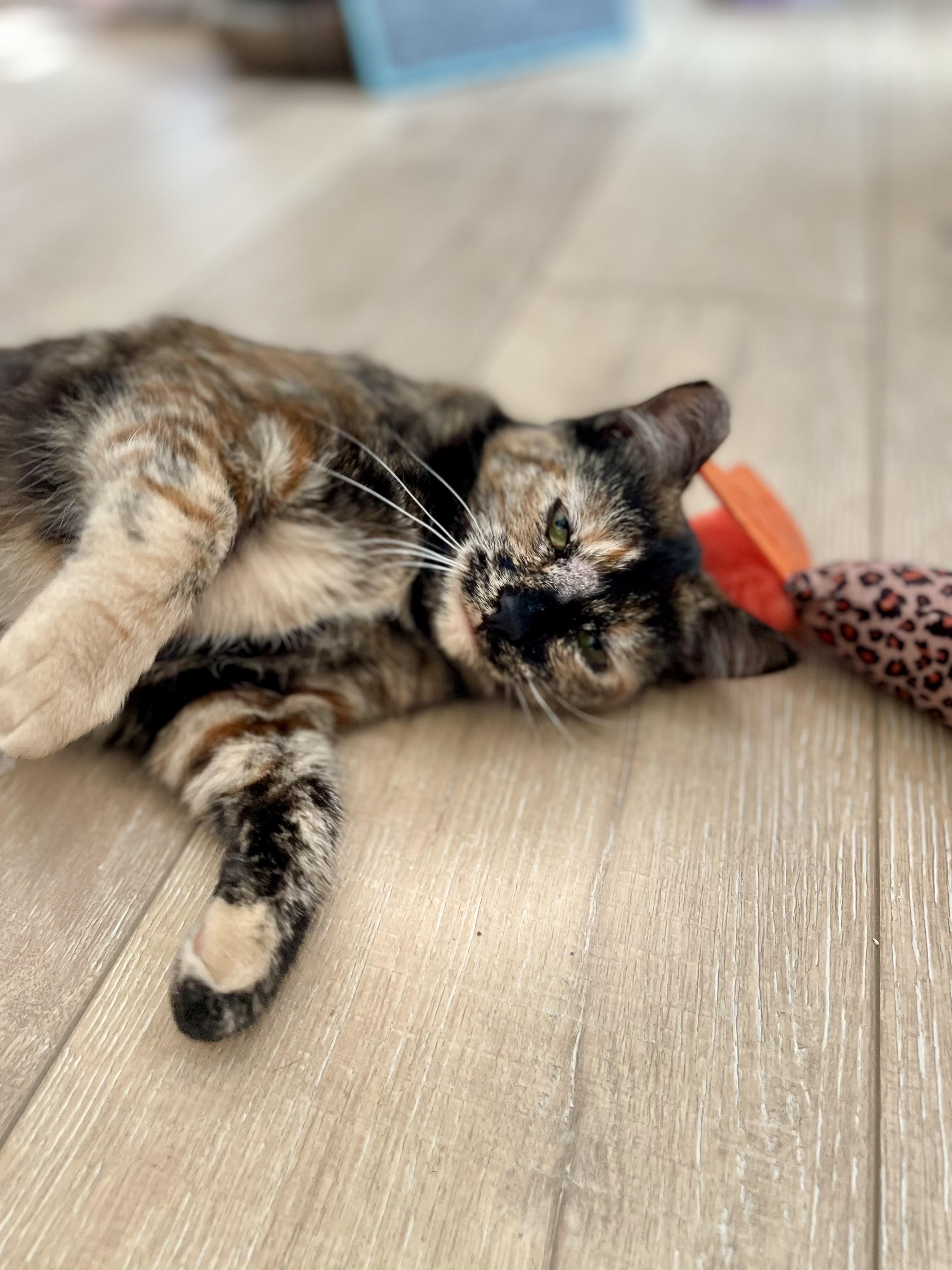 Enlarge Penny, an adopted Tortoiseshell in Mission Viejo, CA image 4/6