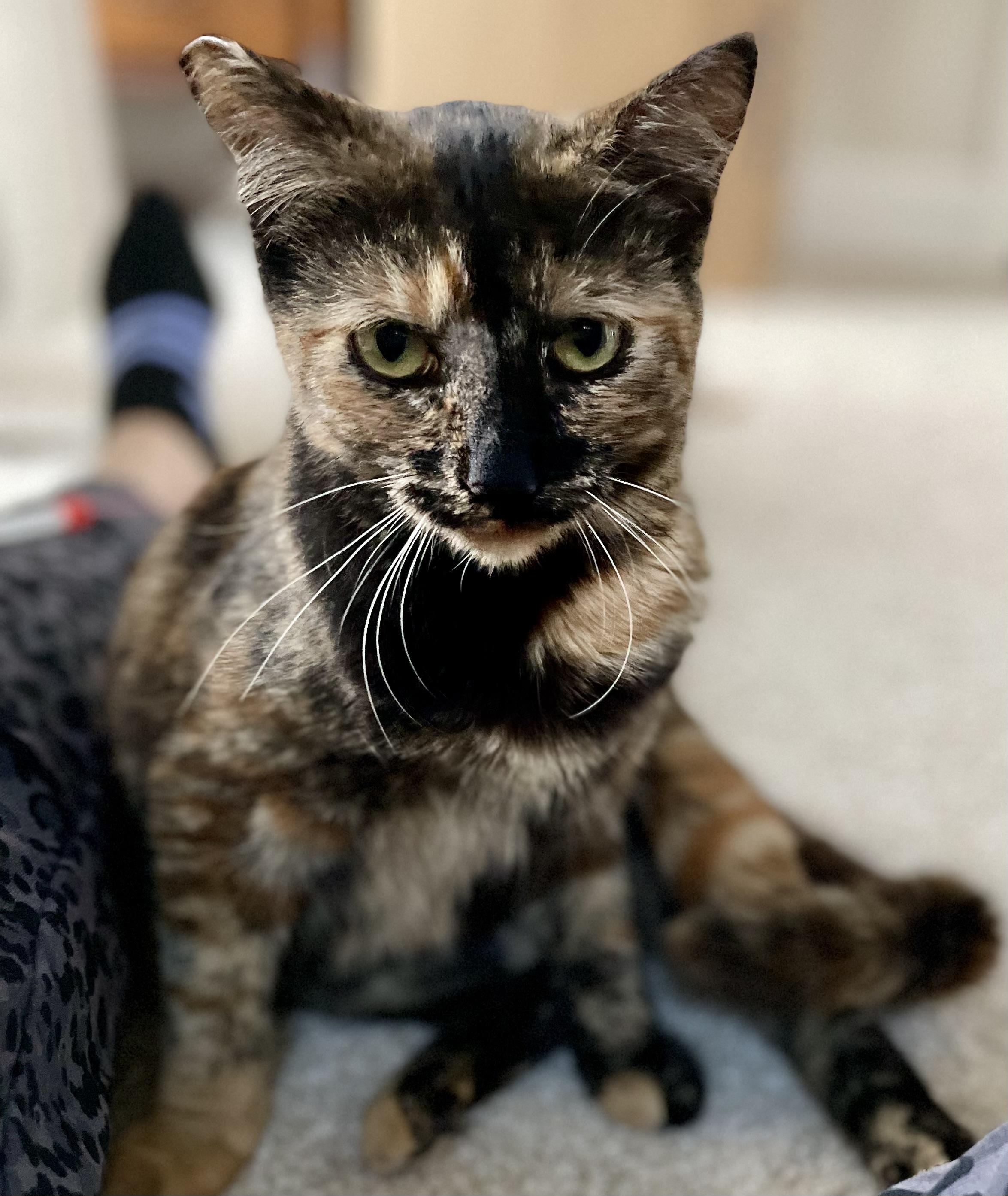 Enlarge Penny, an adopted Tortoiseshell in Mission Viejo, CA image 1/6