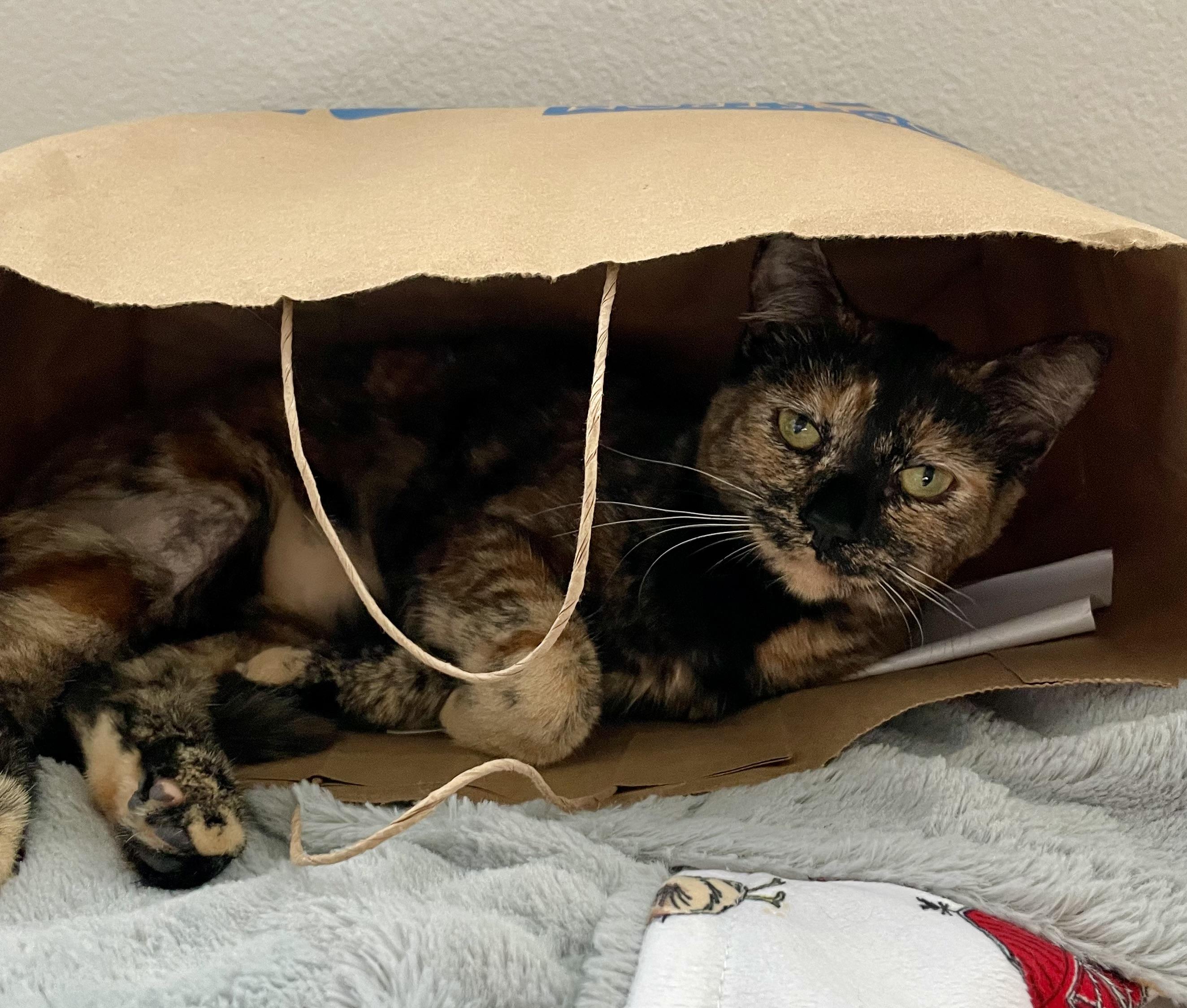 Enlarge Penny, an adopted Tortoiseshell in Mission Viejo, CA image 5/6
