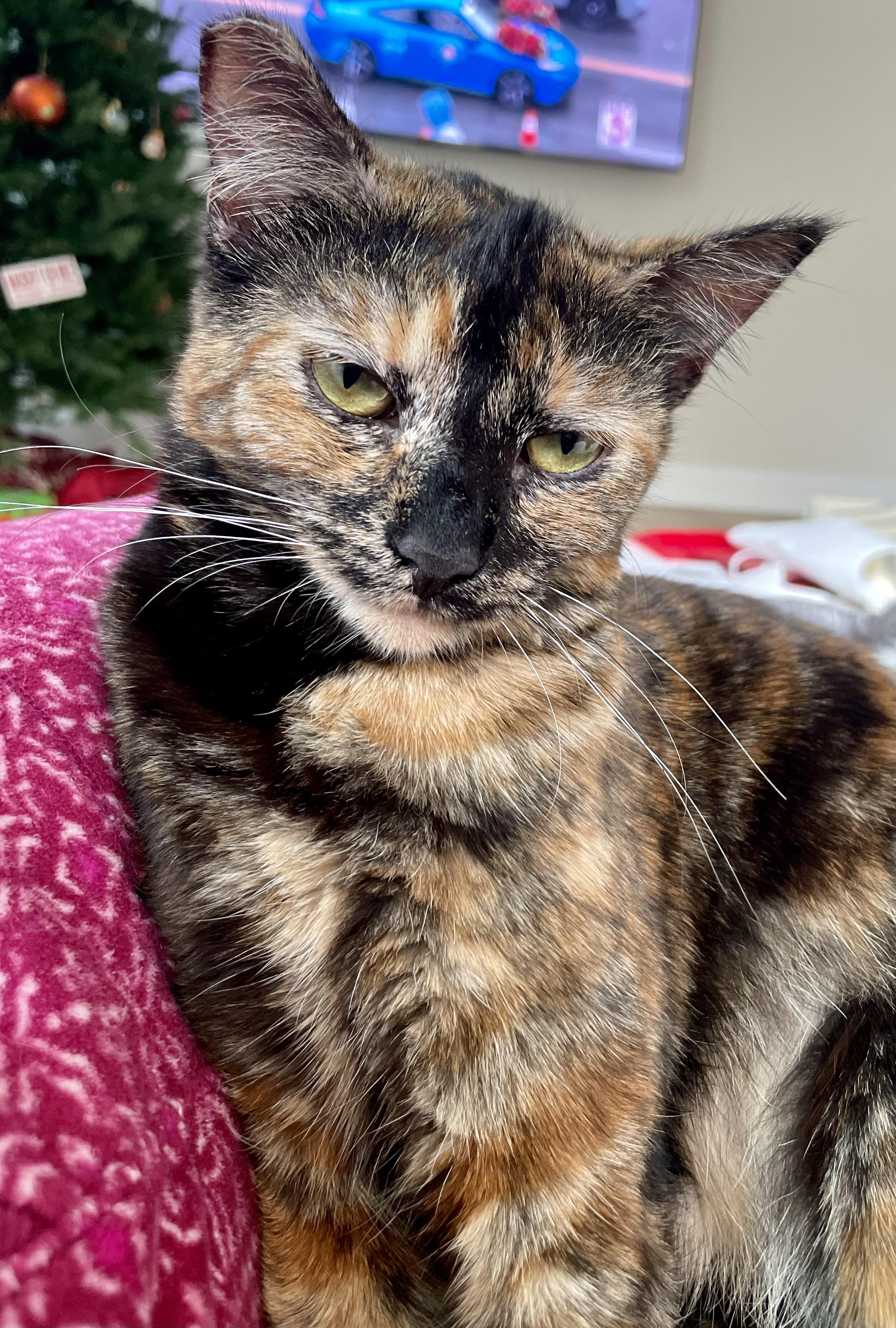 Enlarge Penny, an adopted Tortoiseshell in Mission Viejo, CA image 6/6