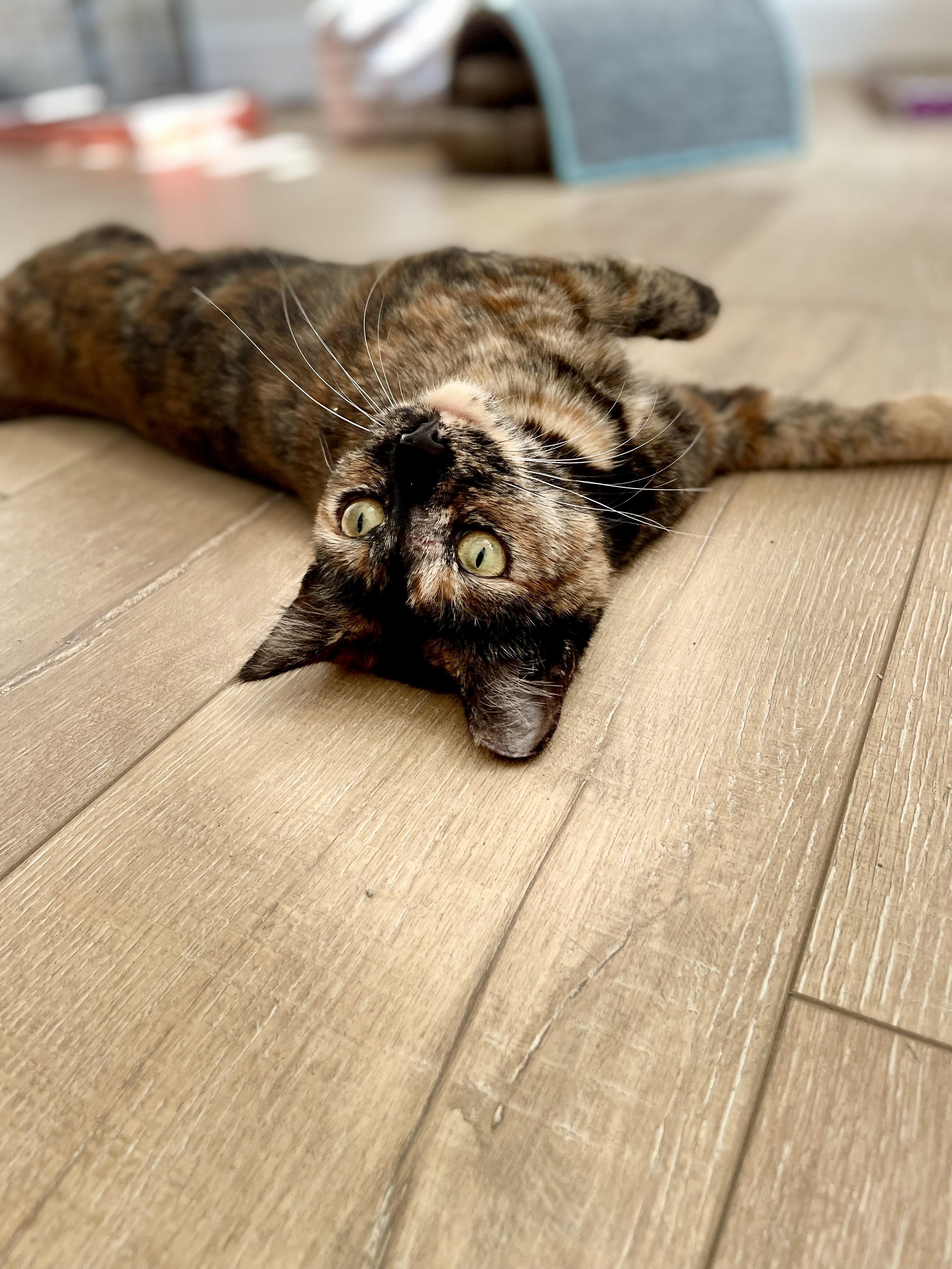 Enlarge Penny, an adopted Tortoiseshell in Mission Viejo, CA image 2/6