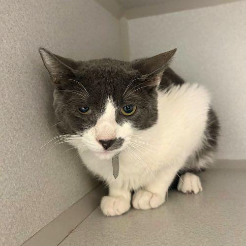 YUJI, Adoptable, Young Male Domestic Short Hair.