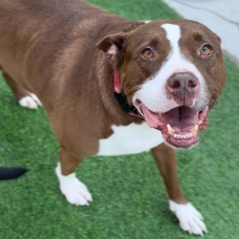 Enlarge Queen Bessie, a Adoptable mixed breed in Houston, TX image 2/5