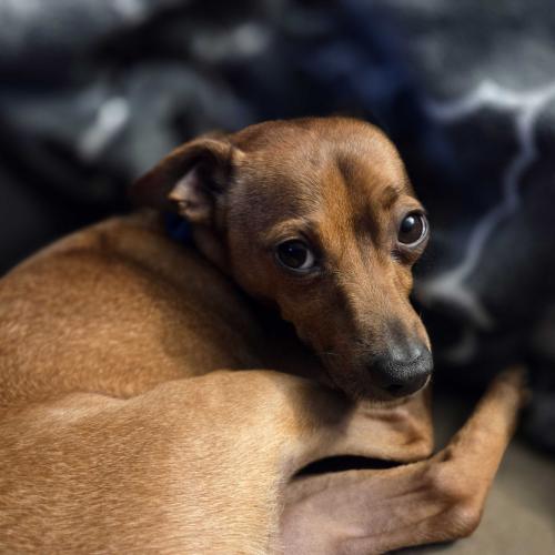 Snowdrift Yule Lad, Adoptable, Young Male Mixed Breed.
