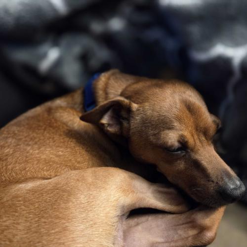 Enlarge Snowdrift Yule Lad, a Adoptable mixed breed in Toms River, NJ image 2/6