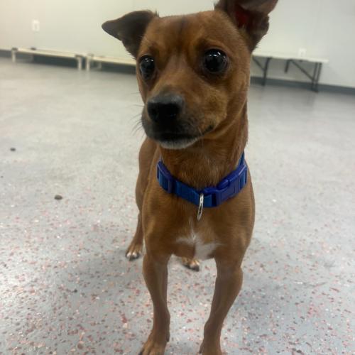 Enlarge Snowdrift Yule Lad, a Adoptable mixed breed in Toms River, NJ image 3/6
